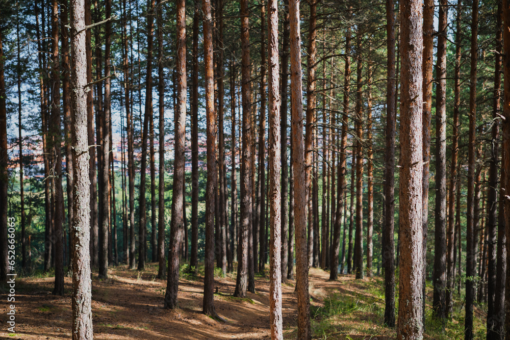 Paths in the pine forest, recovery and relaxation, walks in the forest or forest baths Paths in the pine forest, recovery and relaxation, walks in the forest or forest baths