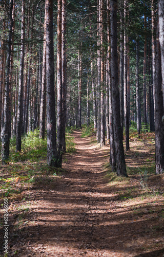 Vertical frame of a path in a pine forest  an idea about walks in the forest or forest bathing