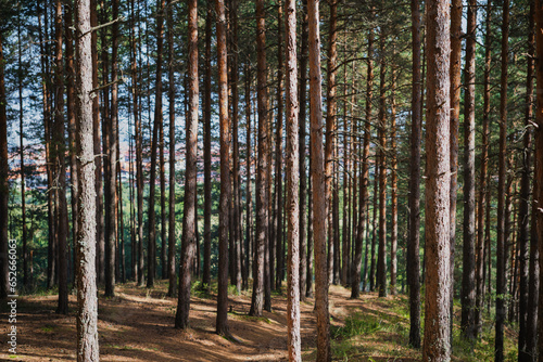 Paths in the pine forest  recovery and relaxation  walks in the forest or forest baths