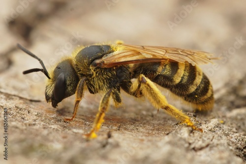Closeup on a female Great banded furrow bee, Halictus scabiosae posing on a piece of wood