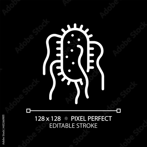 2D pixel perfect editable white salmonella typhi icon, isolated monochromatic vector, thin line illustration representing bacteria.