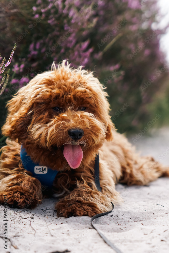 Fototapeta premium cocker spaniel puppy