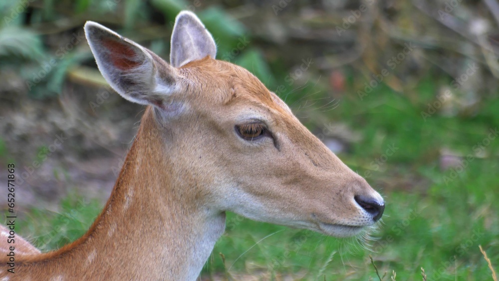 Wild Fallow Deer Herd Pasturing on Green Meadow Wild Fallow Deer Herd Pasturing on Green Meadow
