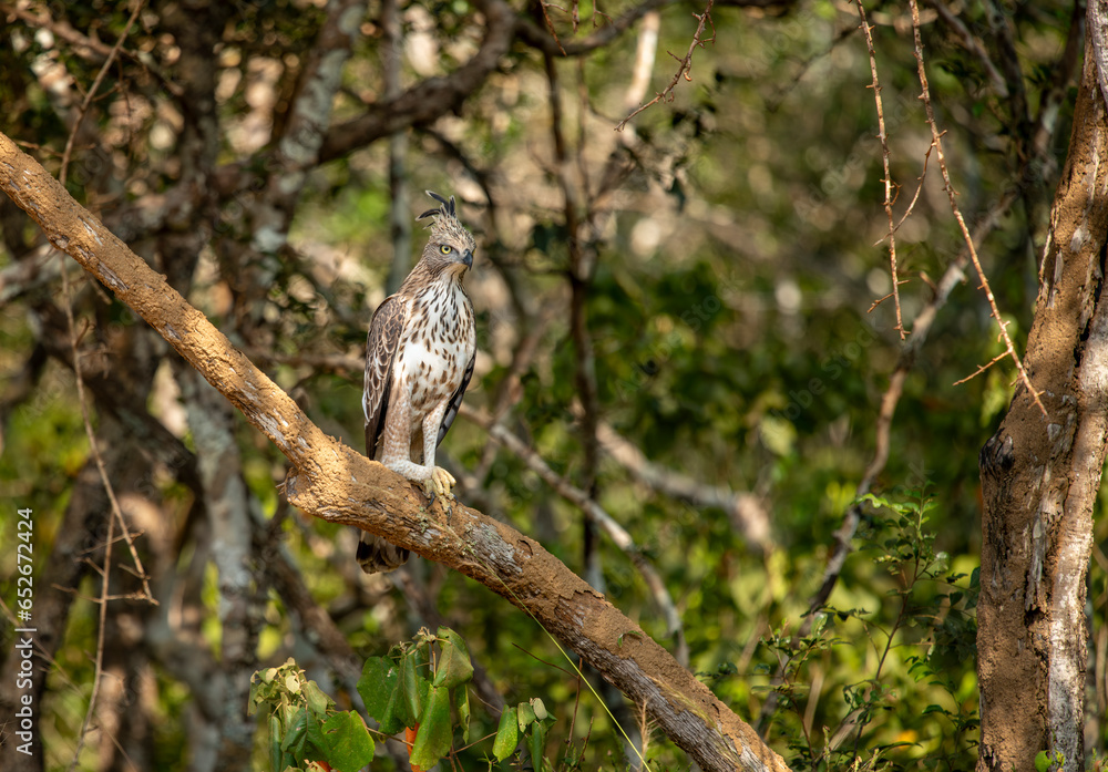 Changeable hawk-eagle or crested hawk-eagle (Nisaetus cirrhatus) is a bird of prey species of the family Accipitridae. Breed in the Indian subcontinent, mainly in India and Sri Lanka. Changeable hawk-eagle or crested hawk-eagle (Nisaetus cirrhatus) is a bird of prey species of the family Accipitridae. Breed in the Indian subcontinent, mainly in India and Sri Lanka.