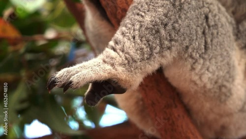 Close up shot of a cute koala, phascolarctos cinereus feet hanging off the tree, details of its fluffy grey fur and claws, native Australian wildlife animal species. photo