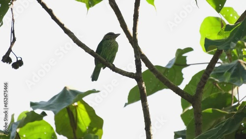 looking around its surroundings, a Green-eared Barbet Megalaima faiostricta is perching high up on a tree inside Kaeng Krachan National Park in Thailand photo