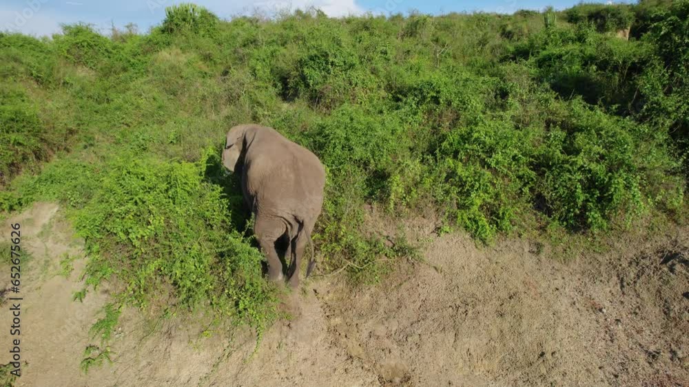 Isolated African elephant walking through shrubs in Queen Elizabeth National Park, western Uganda in Africa. Aerial drone approach Isolated African elephant walking through shrubs in Queen Elizabeth National Park, western Uganda in Africa. Aerial drone approach