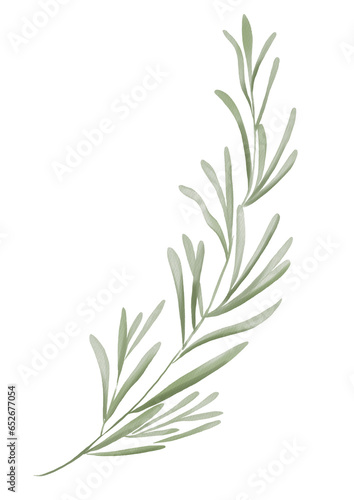 Watercolor floral elements. Watercolor rosemary branch