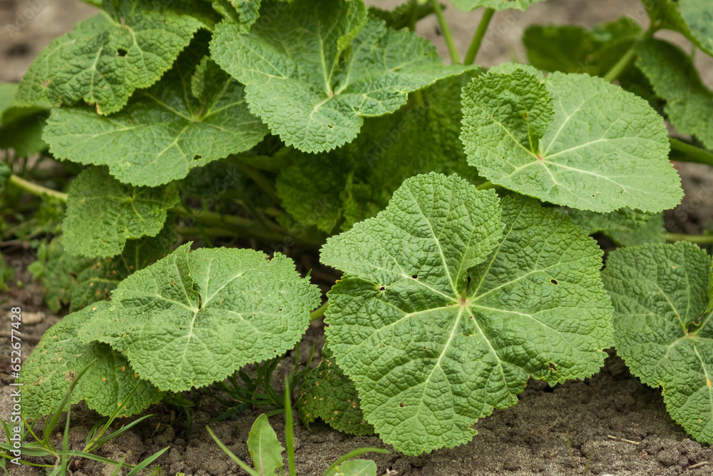 Young and green leaves of mallow. Close-up. Small depth of field (DOF) Young and green leaves of mallow. Close-up. Small depth of field (DOF)