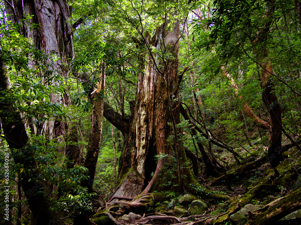 Un cèdre millénaire sur l'île de Yakushima (Japon).