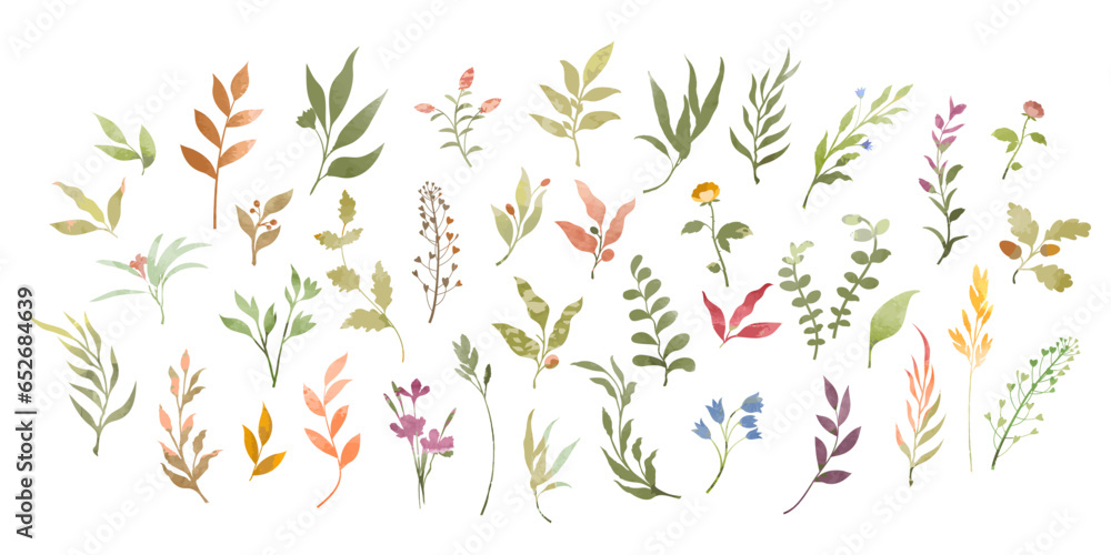 Set of watercolor decorative plant elements
