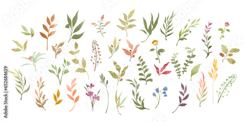 Set of watercolor decorative plant elements