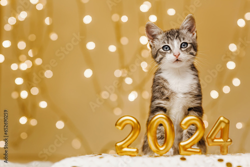The kitten stands peacefully behind the inscription of the numbers of the upcoming new year 2024