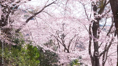 Wallpaper Mural 風で舞い散る桜吹雪のスローモーション  4K  2023年4月3日 広島県安芸高田市 土師ダム のどごえ公園  Torontodigital.ca