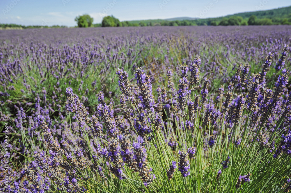 Naklejka premium Lavender field in Vaucluse department in the Provence-Alpes-Côte d'Azur region of France