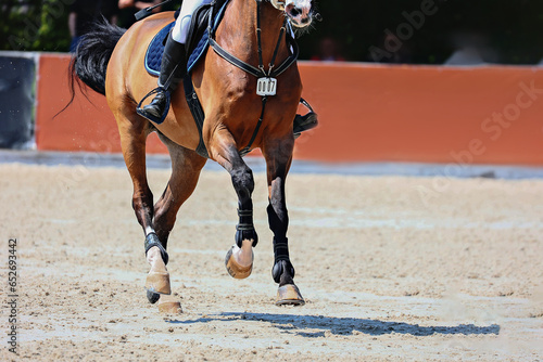Gallop of a dark tail bay horse. Equestrian sports, Show jumping.