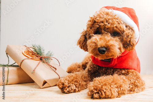 Close-up small ginger poodle dog in a Santa suit on a light background. Pet's portrait. Christmas greetings card, front view