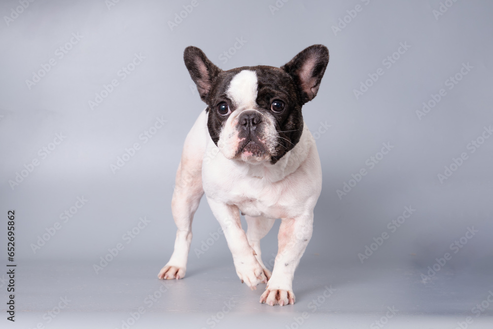 Beautiful French Bulldog dog standing on a gray background