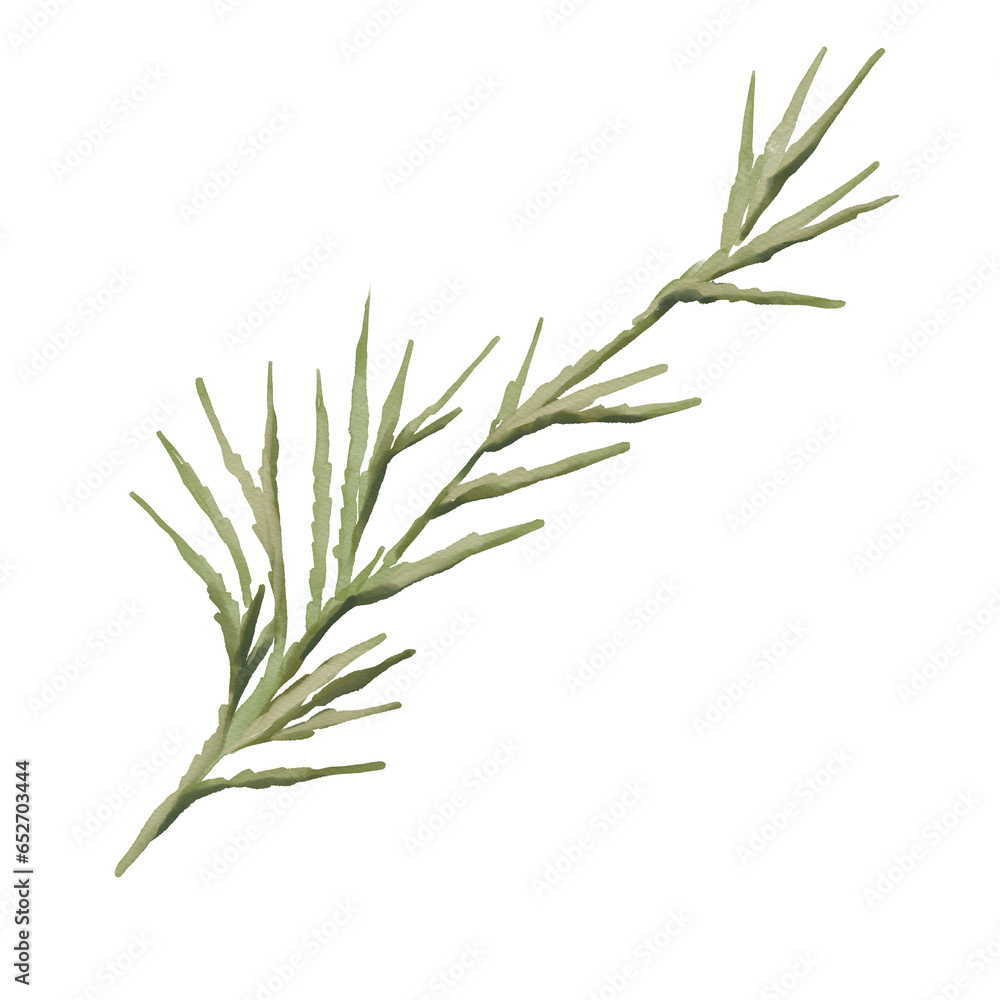 Fototapeta premium Watercolor botanical illustration of green thuja branch