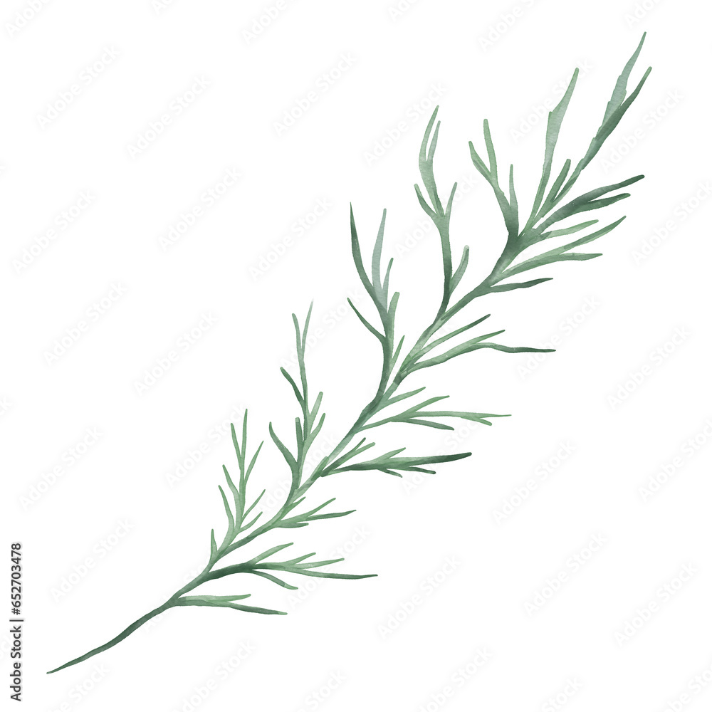 Watercolor botanical illustration of green thuja branch Watercolor botanical illustration of green thuja branch