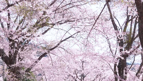 Wallpaper Mural 風で舞い散る桜吹雪のスローモーション  4K  2023年4月3日 広島県安芸高田市 土師ダム のどごえ公園  Torontodigital.ca