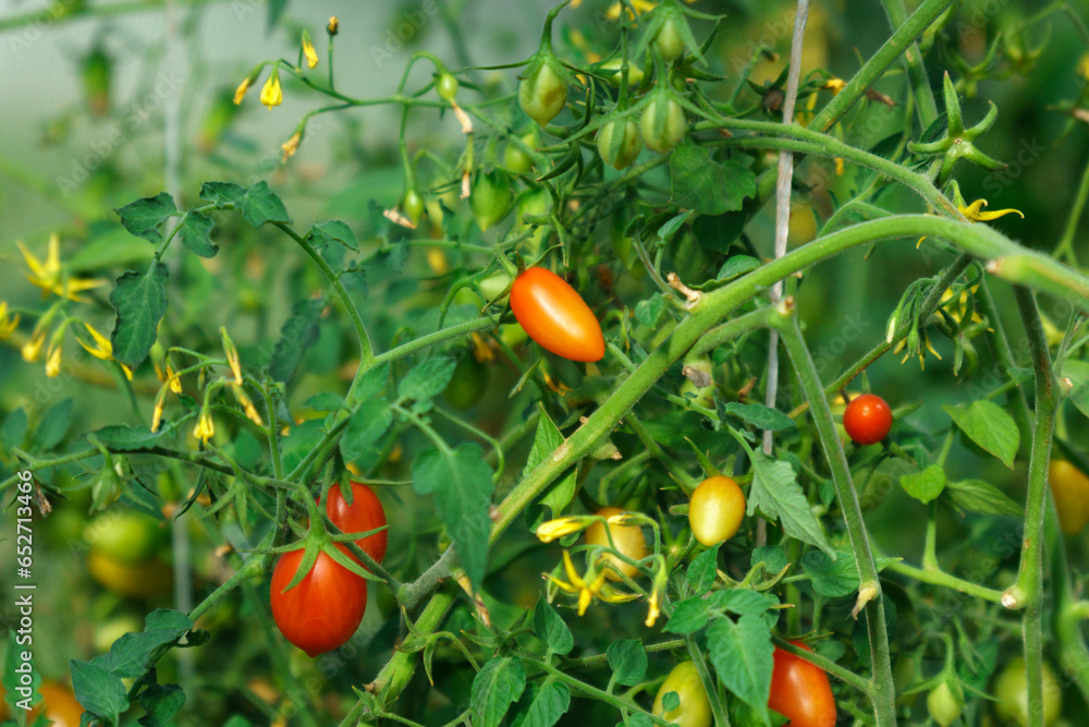 Tomato cherry at plant stem close up. Close up mini bright vegetable branch ripening at organic plantation.