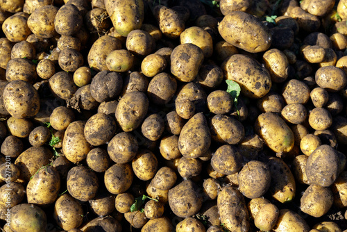 Freshly harvested organic potato harvest. Farmer in garden. Texture