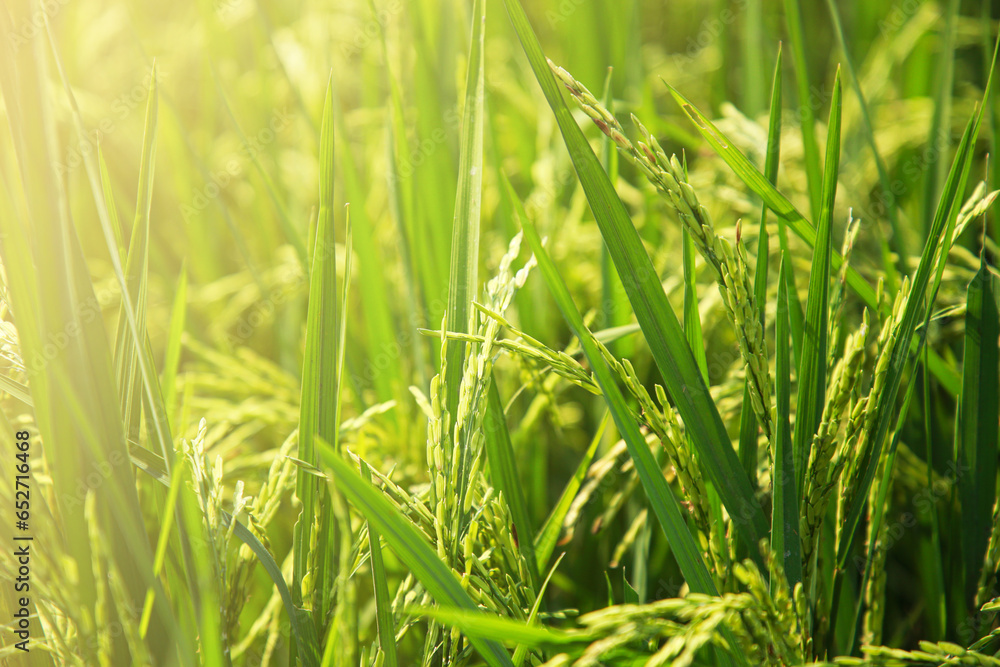 The rice fields of agriculture that are blooming long beautiful green The rice fields of agriculture that are blooming long beautiful green