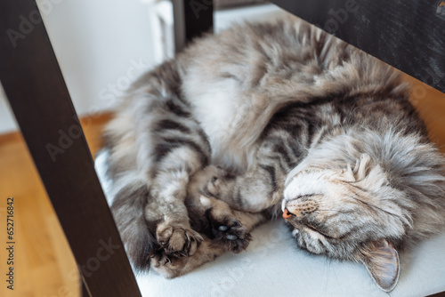 Fototapeta Naklejka Na Ścianę i Meble -  Portrait sleeping fluffy gray cat on chair