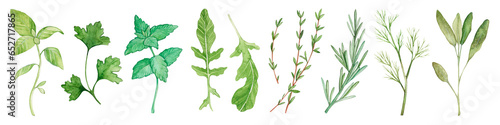 Large collection of botanical watercolor illustrations of herb plants. Fragrant spices for food. Hand drawn.