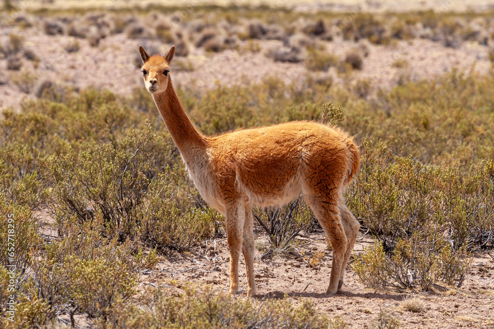 Vikunja (Vicugna vicugna),Nationalreservat Las Vicuñas,Altiplano,Chile,Südamerika