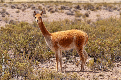 Obraz na płótnie Vikunja (Vicugna vicugna),Nationalreservat Las Vicuñas,Altiplano,Chile,Südamerika w salonie