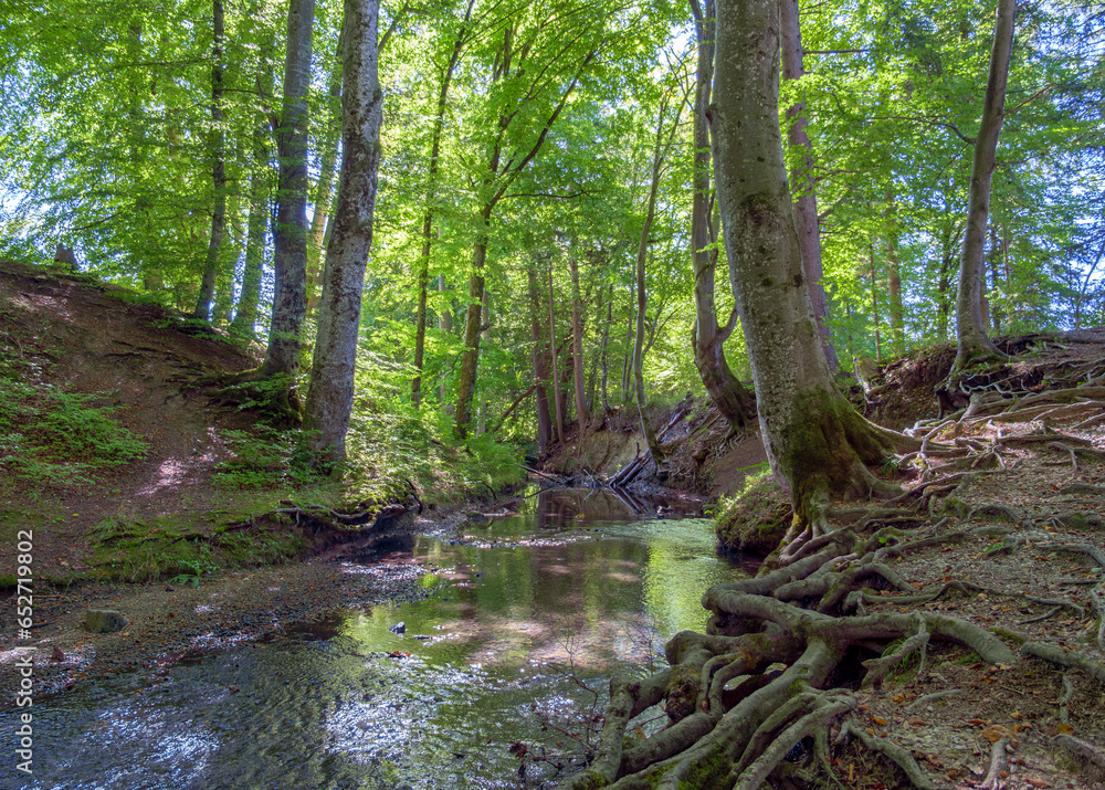 Bach fließt durch einen Wald, Ruhige Waldszene, Maisinger See, Oberbayern, Bayern, Deutschland, Europa