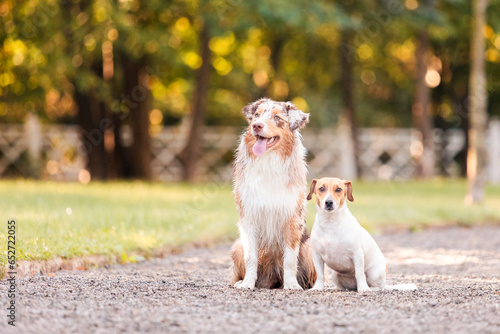 Australian shepherd and jack russell dogs on a walk in the park. A group of dogs on a walk.