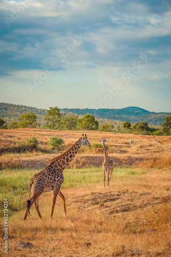 Wild African giraffes at sunrise