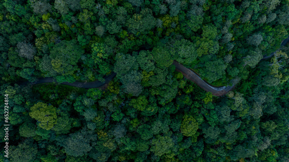 Aerial top view road in forest with car motion blur. Winding road through the forest. Car drive on the road between green forest. Ecosystem ecology healthy environment road trip. - obrazy, fototapety, plakaty 