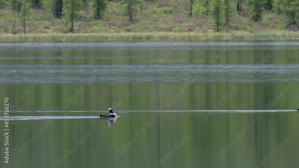 Black-throated loon swims on the surface of the lake Black-throated loon swims on the surface of the lake
