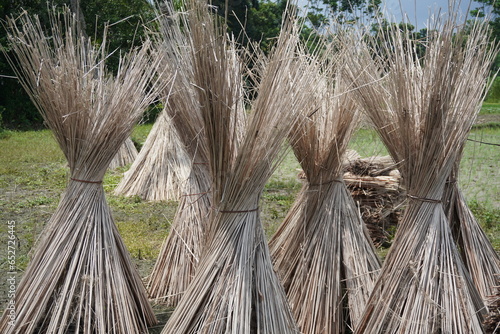 Jute stalks laid for sun drying. Jute cultivation in west bengal. Jute stick.