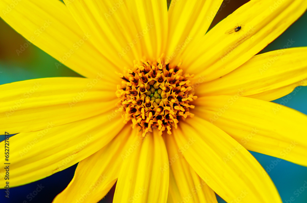 Yellow flower. Long petals of a yellow flower with a bright middle. High-quality macro photography. Yellow flower. Long petals of a yellow flower with a bright middle. High-quality macro photography.