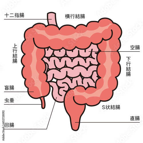 小腸・大腸のイラスト