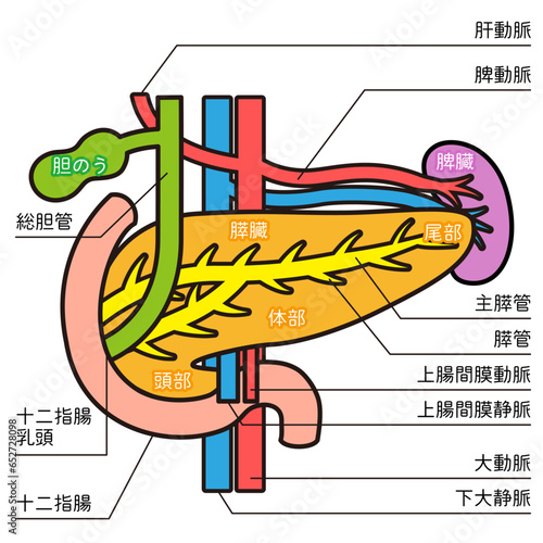 膵臓のイラスト