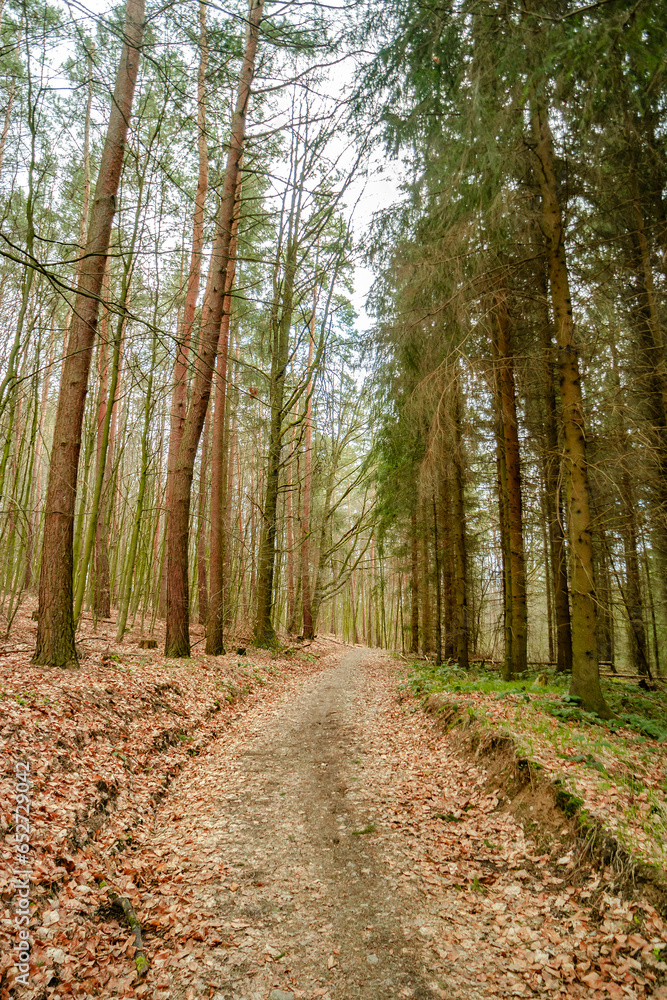 Fototapeta premium View over a magical mixed pinewood, pine forest with a dirt muddy road, Germany, at warm sunset evening