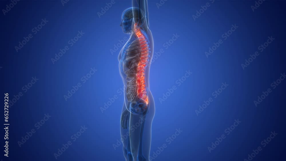 Spinal Cord Vertebral Column of Human Skeleton System Anatomy Animation ...