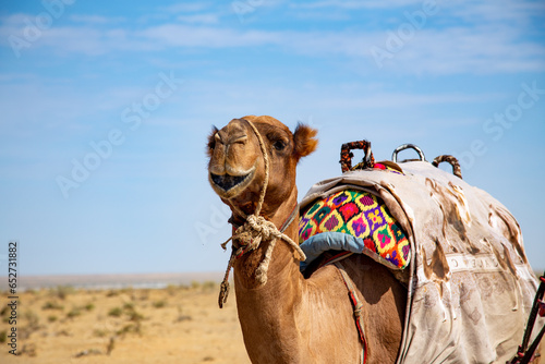A camel carrying a pack in the middle of the desert with its mouth open
