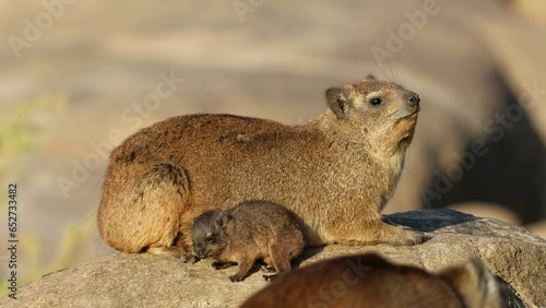 A rock hyrax (Procavia capensis) with small pup basking on a rock, Augrabies Falls National Park, South Africa