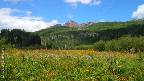 Cinematic slow motion slider left breeze colorful Colorado summer wildflower and Aspen tree forest Kebler Pass Crested Butte Gunnison stunning Rocky Mountains landscape valley peaks blue sky clouds photo