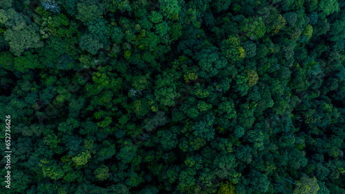 Aerial view of nature green forest and tree. Forest ecosystem and health concept and background, texture of green forest from above.Nature conservation concept.Natural scenery tropical green forest. © Darunrat
