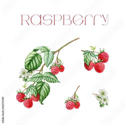 Принти на полотні Raspberry set watercolor illustration