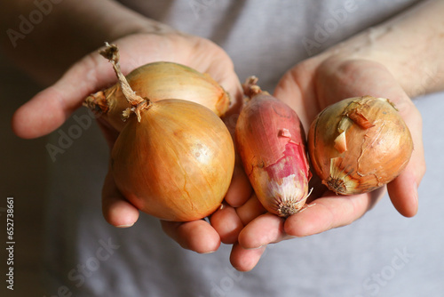 Man holds an onion, hands close-up. Fresh agricultural harvest.