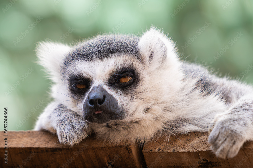 Fototapeta premium Ring-tailed lemur (Lemur catta) portrait. Lazy look.